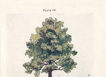 1910 ALDER TREE Print - Original Antique Tree Print - Tree Wall Art - Plant Wall Art - 113 Years Old - 6.25 x 4.25 Inches