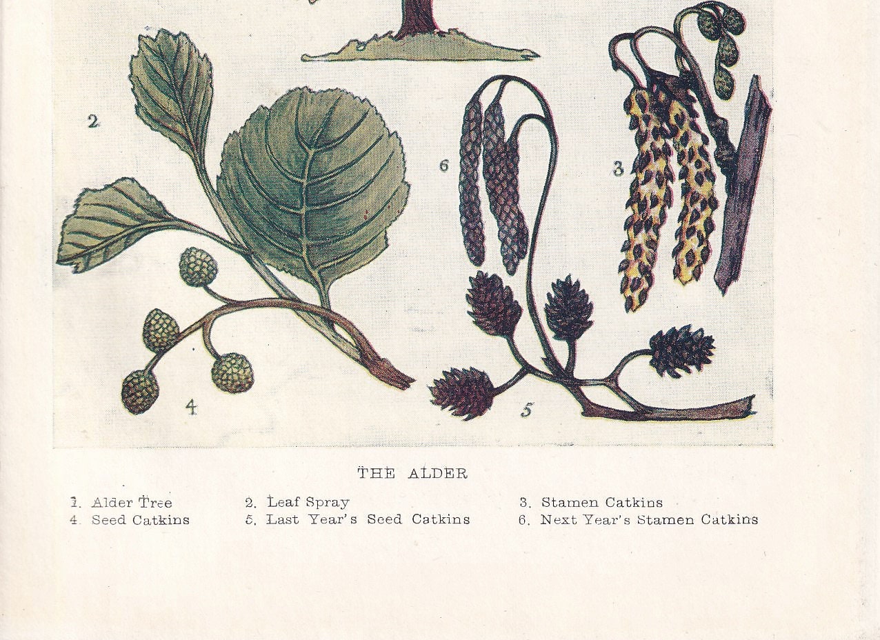 1910 ALDER TREE Print - Original Antique Tree Print - Tree Wall Art - Plant Wall Art - 113 Years Old - 6.25 x 4.25 Inches