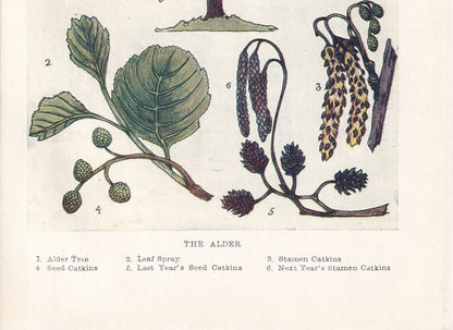 1910 ALDER TREE Print - Original Antique Tree Print - Tree Wall Art - Plant Wall Art - 113 Years Old - 6.25 x 4.25 Inches