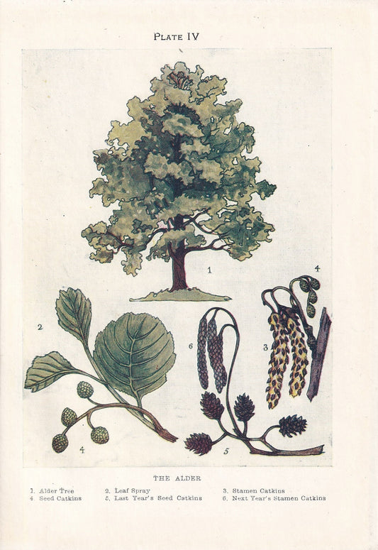 1910 ALDER TREE Print - Original Antique Tree Print - Tree Wall Art - Plant Wall Art - 113 Years Old - 6.25 x 4.25 Inches
