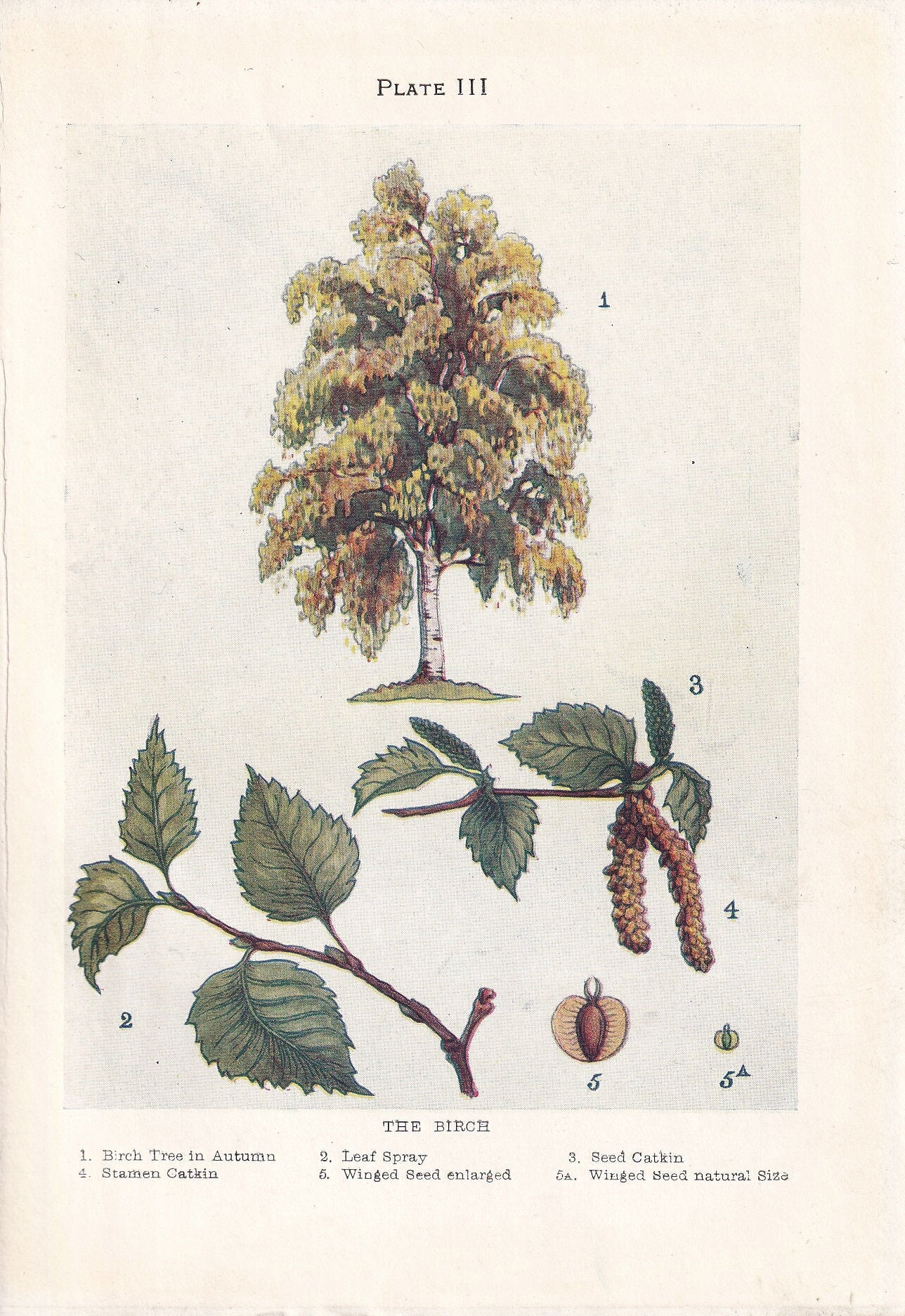 1910 BIRCH TREE Print - Original Antique Tree Print - Tree Wall Art - Plant Wall Art - 113 Years Old - 6.25 x 4.25 Inches