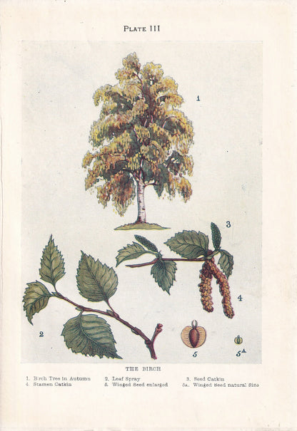 1910 BIRCH TREE Print - Original Antique Tree Print - Tree Wall Art - Plant Wall Art - 113 Years Old - 6.25 x 4.25 Inches