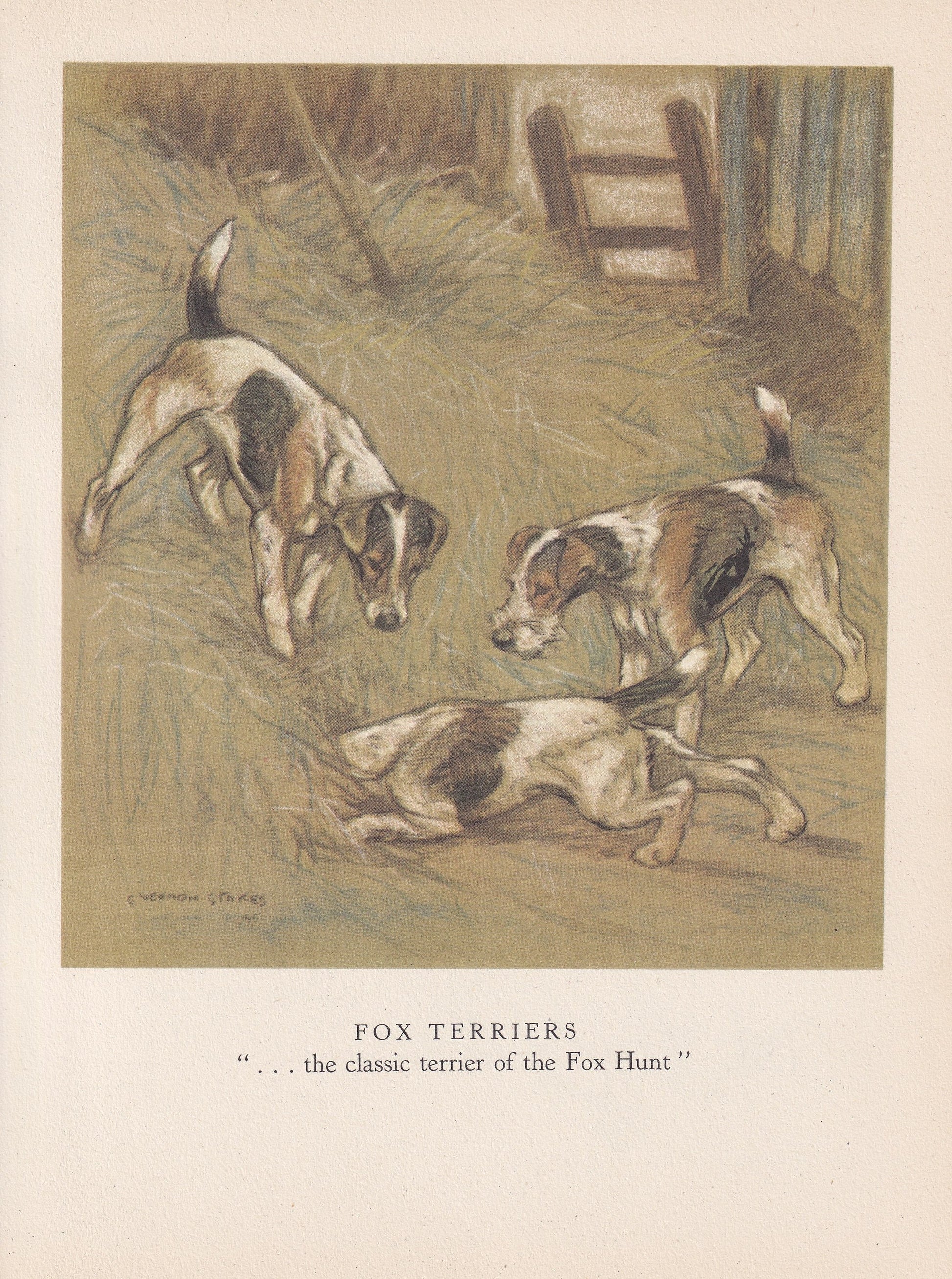 1947 FOX TERRIER DOG Print - Original Antique Dog Print - Vernon Stokes - Dog Wall Art - Dog Gift - 9.5 x 7.15 Inches