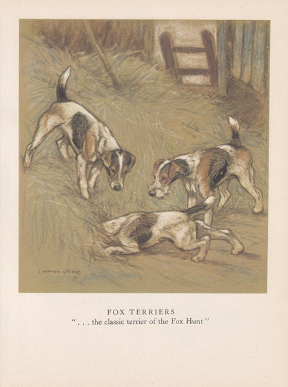 1947 FOX TERRIER DOG Print - Original Antique Dog Print - Vernon Stokes - Dog Wall Art - Dog Gift - 9.5 x 7.15 Inches