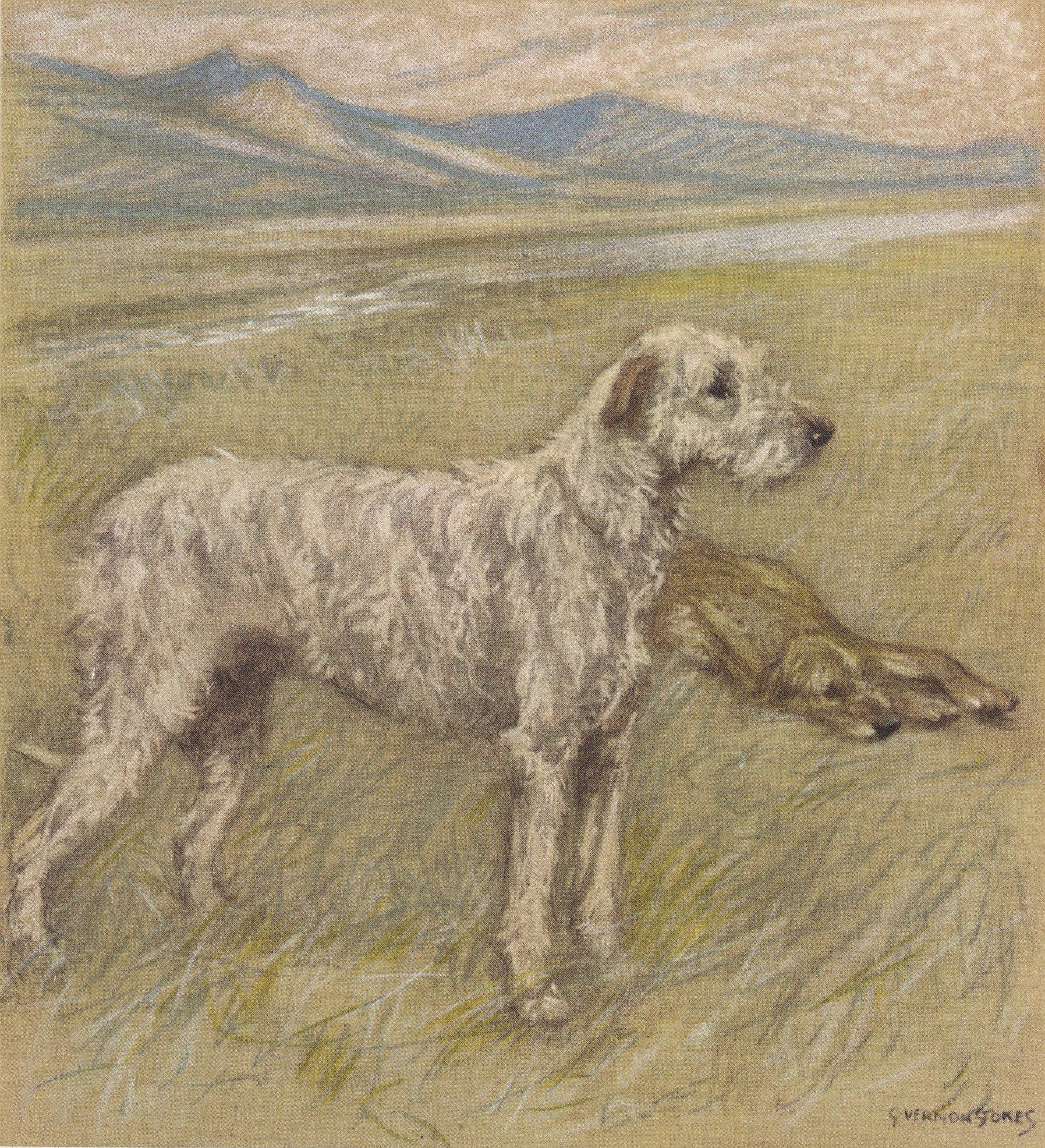 1947 IRISH WOLFHOUND DOG Print - Original Antique Dog Print - Vernon Stokes - Dog Wall Art - Dog Gift - 9.5 x 7.15 Inches