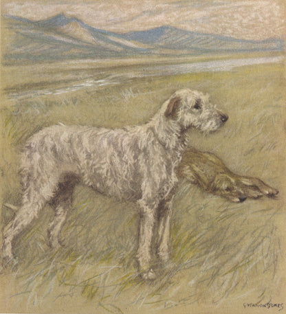 1947 IRISH WOLFHOUND DOG Print - Original Antique Dog Print - Vernon Stokes - Dog Wall Art - Dog Gift - 9.5 x 7.15 Inches