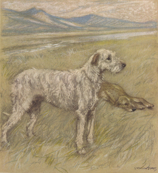 1947 IRISH WOLFHOUND DOG Print - Original Antique Dog Print - Vernon Stokes - Dog Wall Art - Dog Gift - 9.5 x 7.15 Inches