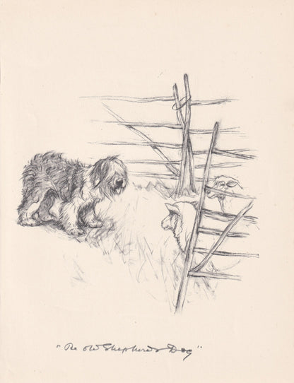 1936 OLD ENGLISH SHEEPDOG Print - Original Antique Dog Print - Vernon Stokes - Dog Wall Art - Dog Gift - 11 x 8.4 Inches