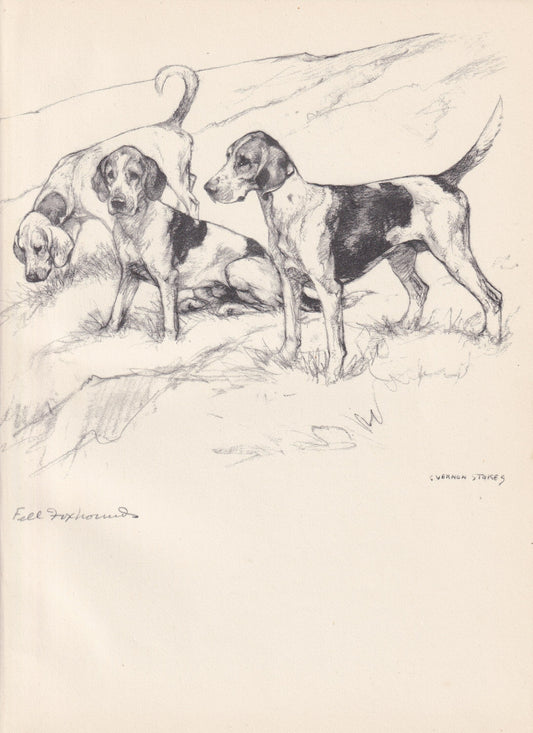 1938 FOXHOUND DOG Print - Original Antique Dog Print - Vernon Stokes - Dog Wall Art - Dog Gift - 9.75 x 7.15 Inches