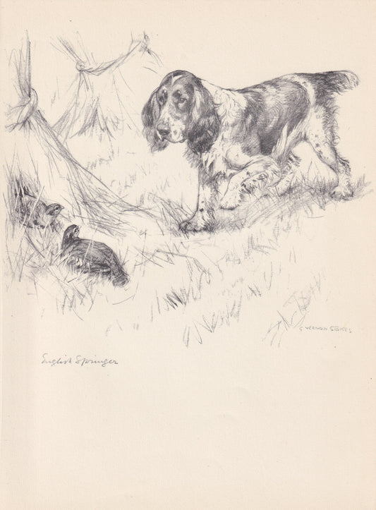 1938 ENGLISH SPRINGER SPANIEL Print - Original Antique Dog Print - Vernon Stokes - Dog Wall Art - Dog Gift - 9.75 x 7.15 Inches