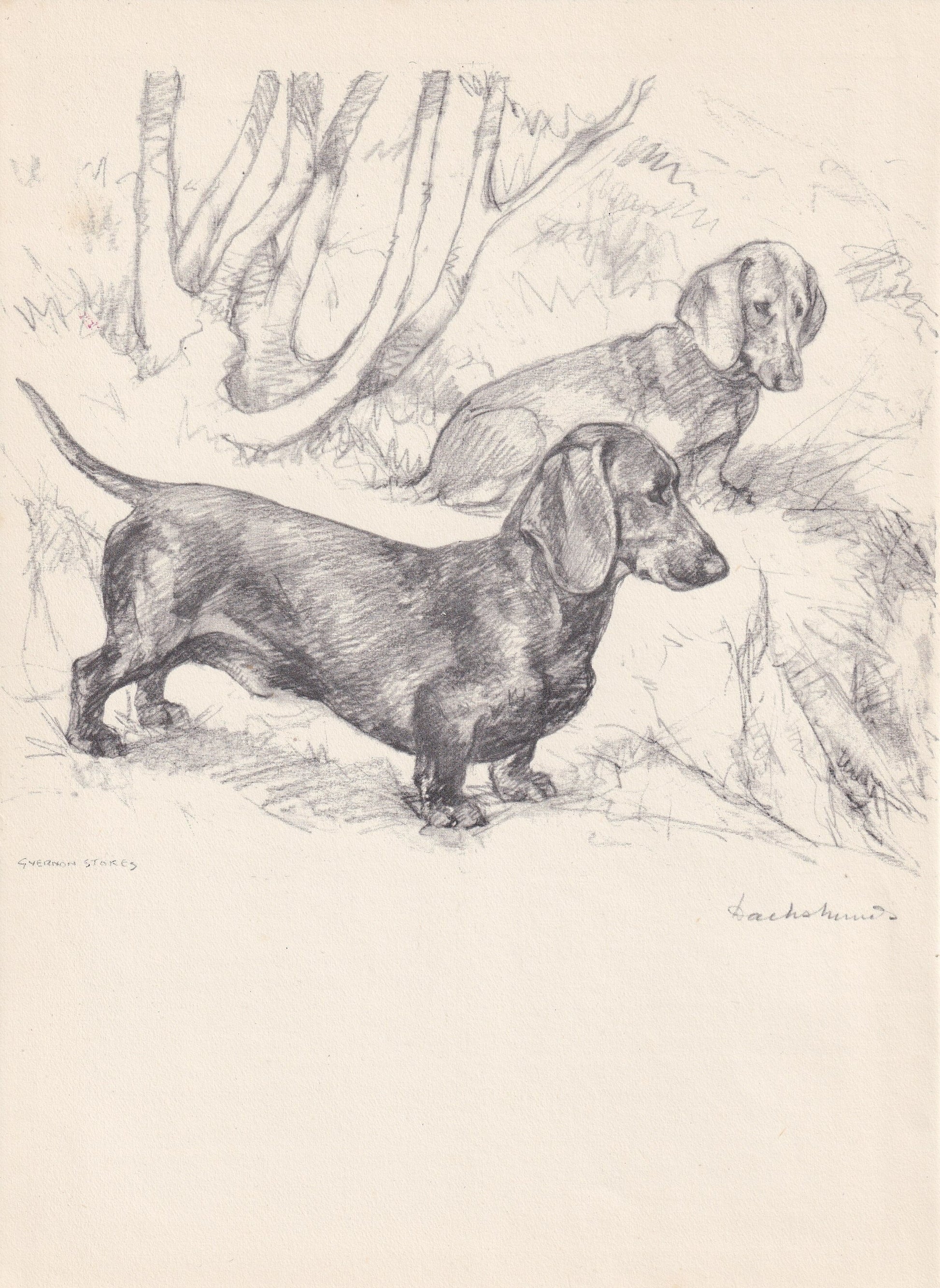 1938 DACHSHUND DOG Print - Original Antique Dog Print - Vernon Stokes - Dog Wall Art - Dog Gift - 9.75 x 7.15 Inches