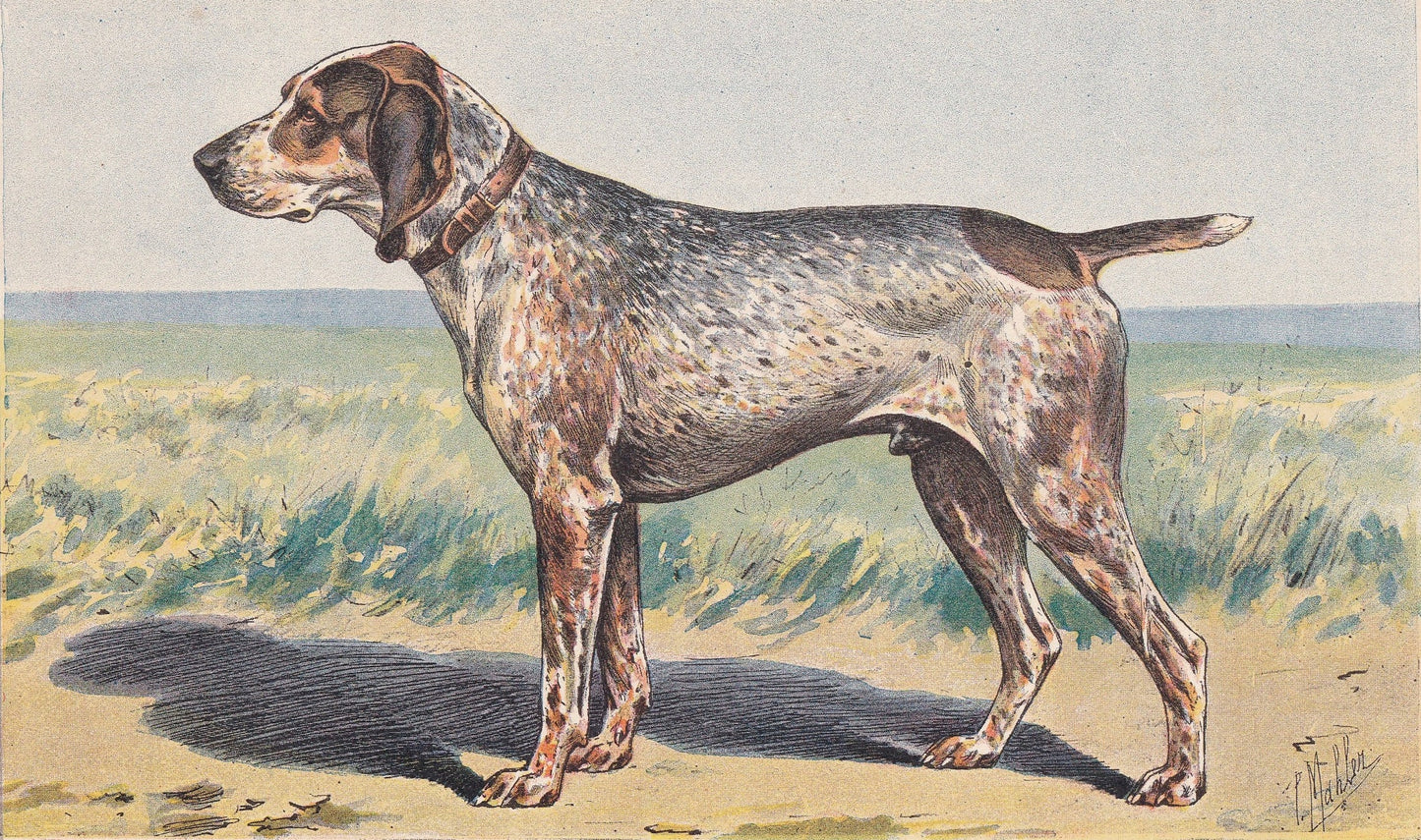 1931 BRAQUE CHARLES X Print - Original Antique Hunting Dog Print - Animal Wall Art - Dog Wall Art - 92 Yrs Old - 11 x 7.75 Inches