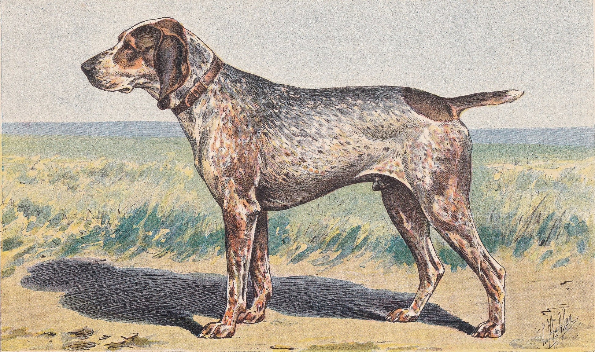 1931 BRAQUE CHARLES X Print - Original Antique Hunting Dog Print - Animal Wall Art - Dog Wall Art - 92 Yrs Old - 11 x 7.75 Inches