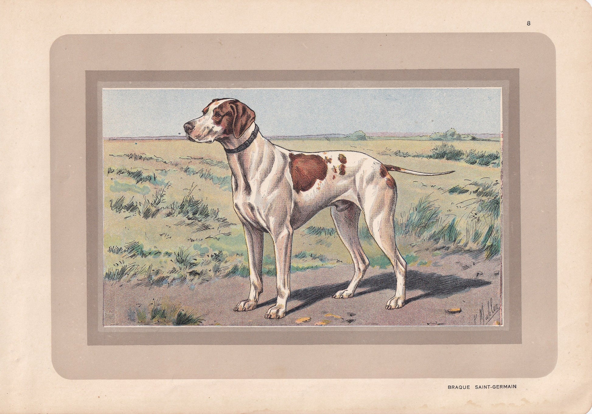 1931 BRAQUE SAINT-GERMAIN Print - Original Antique Hunting Dog Print - Animal Wall Art - Dog Wall Art - 92 Yrs Old - 11 x 7.7