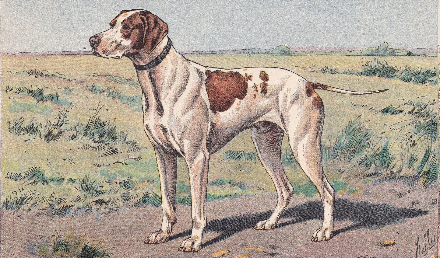 1931 BRAQUE SAINT-GERMAIN Print - Original Antique Hunting Dog Print - Animal Wall Art - Dog Wall Art - 92 Yrs Old - 11 x 7.7