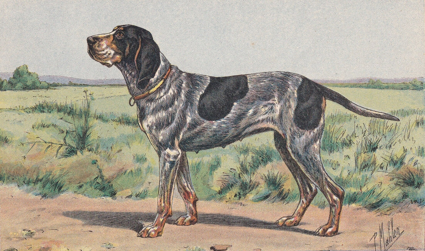 1931 BRAQUE DU WURTEMBERG Print - Original Antique Hunting Dog Print - Animal Wall Art - Dog Wall Art - 92 Yrs Old - 11 x 7.7