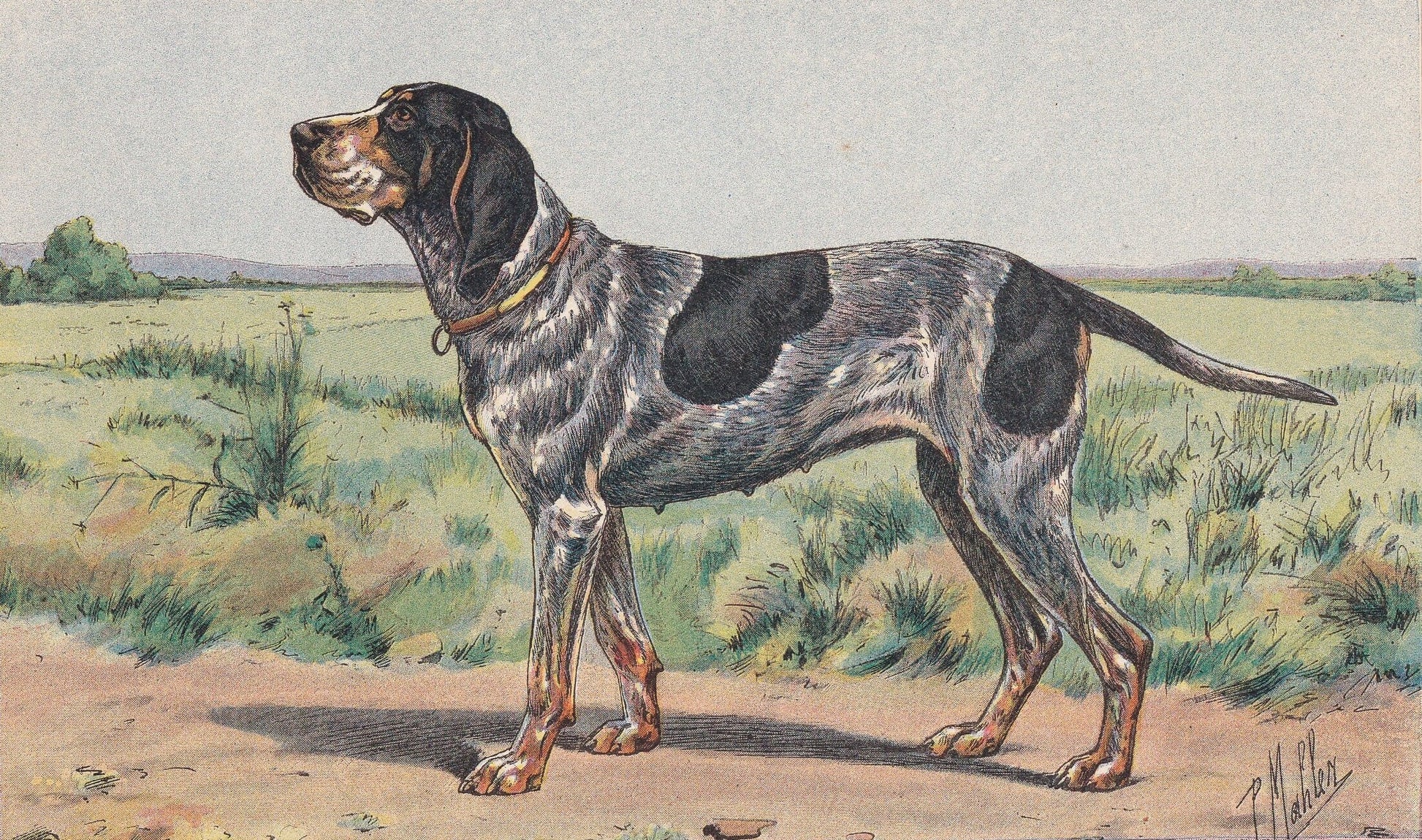 1931 BRAQUE DU WURTEMBERG Print - Original Antique Hunting Dog Print - Animal Wall Art - Dog Wall Art - 92 Yrs Old - 11 x 7.7