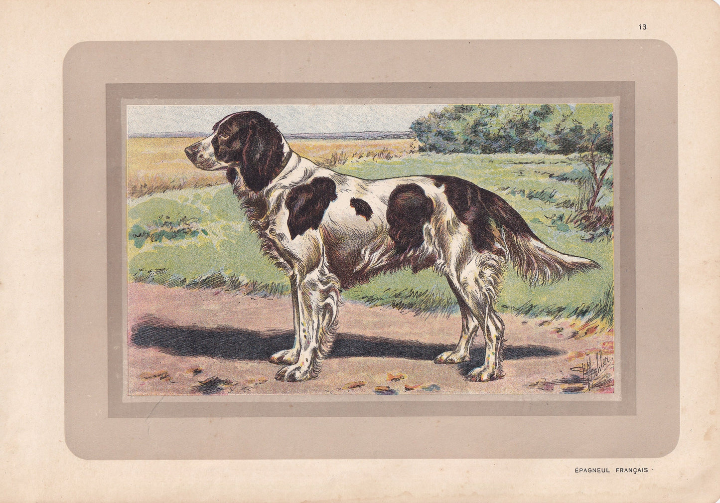 1931 FRENCH SPANIEL Print - Original Antique Hunting Dog Print - Animal Wall Art - Dog Wall Art - 92 Yrs Old - 11 x 7.75 Inches