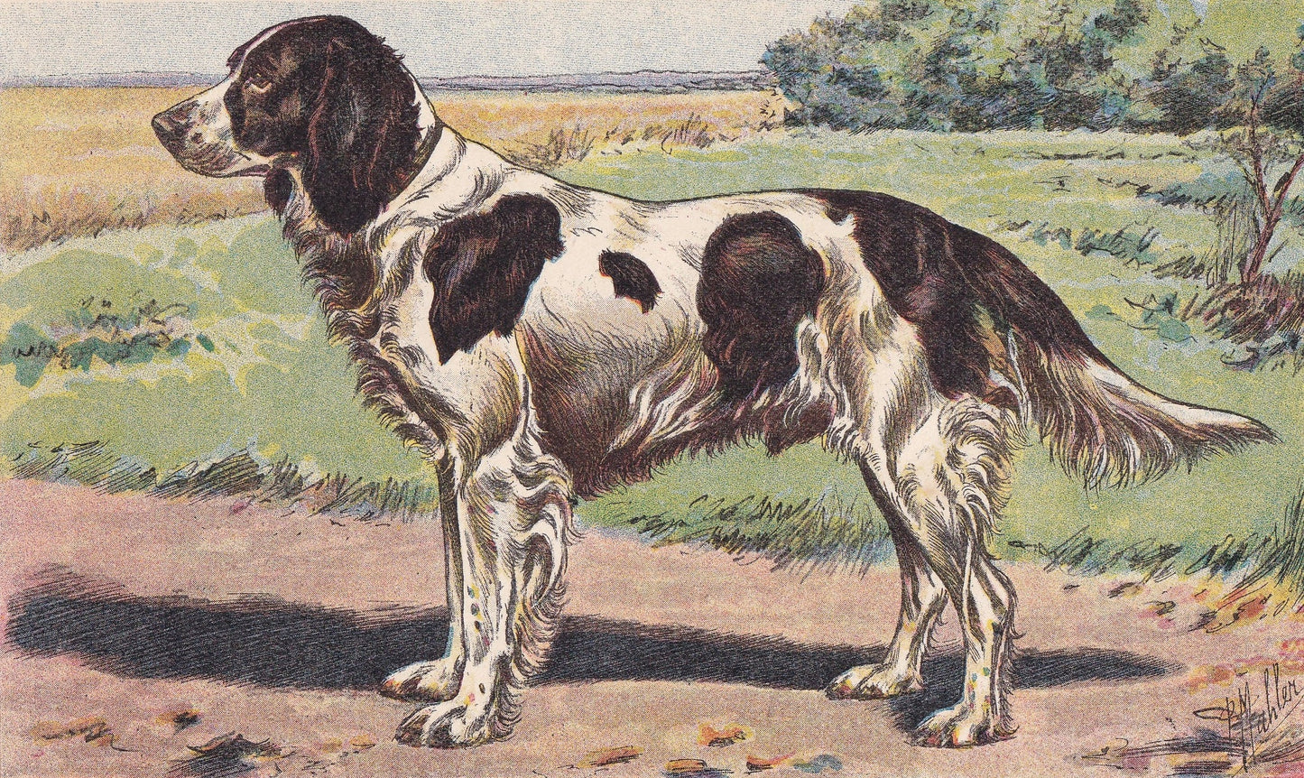 1931 FRENCH SPANIEL Print - Original Antique Hunting Dog Print - Animal Wall Art - Dog Wall Art - 92 Yrs Old - 11 x 7.75 Inches