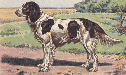 1931 FRENCH SPANIEL Print - Original Antique Hunting Dog Print - Animal Wall Art - Dog Wall Art - 92 Yrs Old - 11 x 7.75 Inches