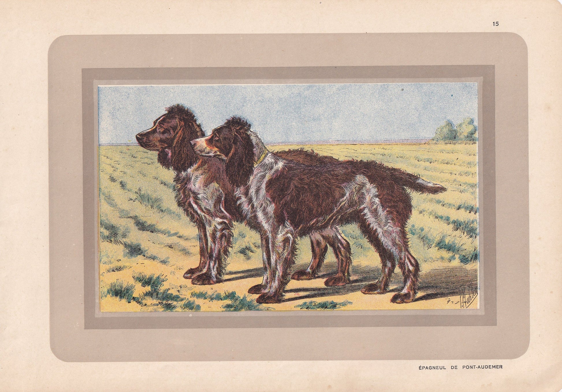 1931 PONT-AUDEMER SPANIEL Print - Original Antique Hunting Dog Print - Animal Wall Art - Dog Wall Art - 92 Yrs Old - 11 x 7.75 Inches