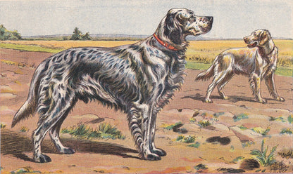 1931 ENGLISH SETTER DOG Print - Original Antique Hunting Dog Print - Animal Wall Art - Dog Wall Art - 92 Yrs Old - 11 x 7.75 