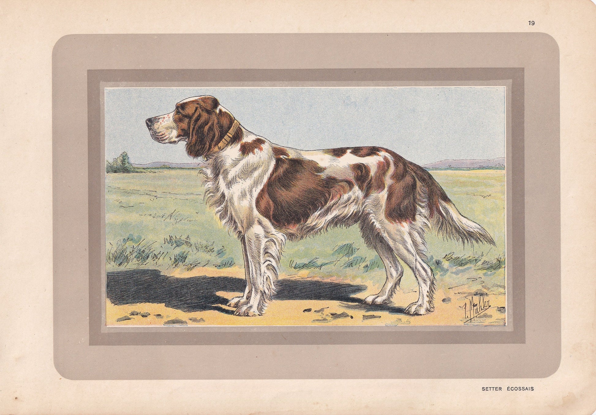 1931 GORDON SETTER DOG Print - Original Antique Hunting Dog Print - Animal Wall Art - Dog Wall Art - 92 Yrs Old - 11 x 7.75 I