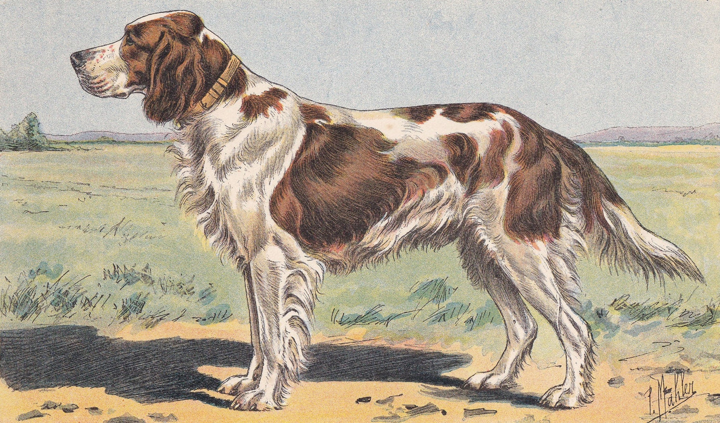 1931 GORDON SETTER DOG Print - Original Antique Hunting Dog Print - Animal Wall Art - Dog Wall Art - 92 Yrs Old - 11 x 7.75 I