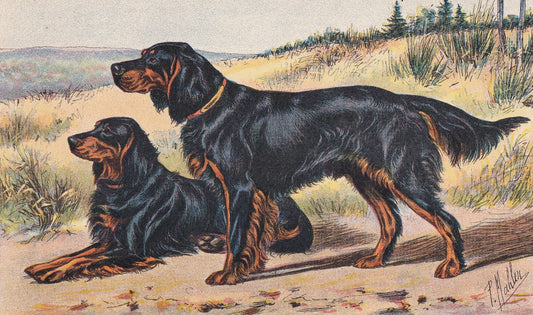 1931 GORDON SETTER DOG Print - Original Antique Hunting Dog Print - Animal Wall Art - Dog Wall Art - 92 Yrs Old - 11 x 7.75 I