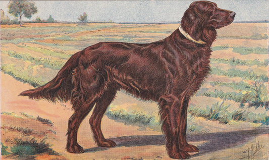 1931 IRISH SETTER DOG Print - Original Antique Hunting Dog Print - Animal Wall Art - Dog Wall Art - 92 Yrs Old - 11 x 7.75 In