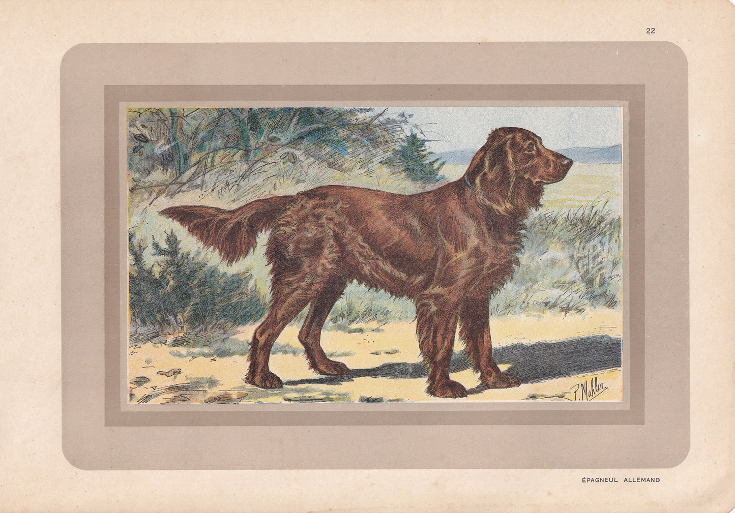 1931 MUNSTERLANDER DOG Print - Original Antique Hunting Dog Print - Animal Wall Art - Dog Wall Art - 92 Yrs Old - 11 x 7.75 I