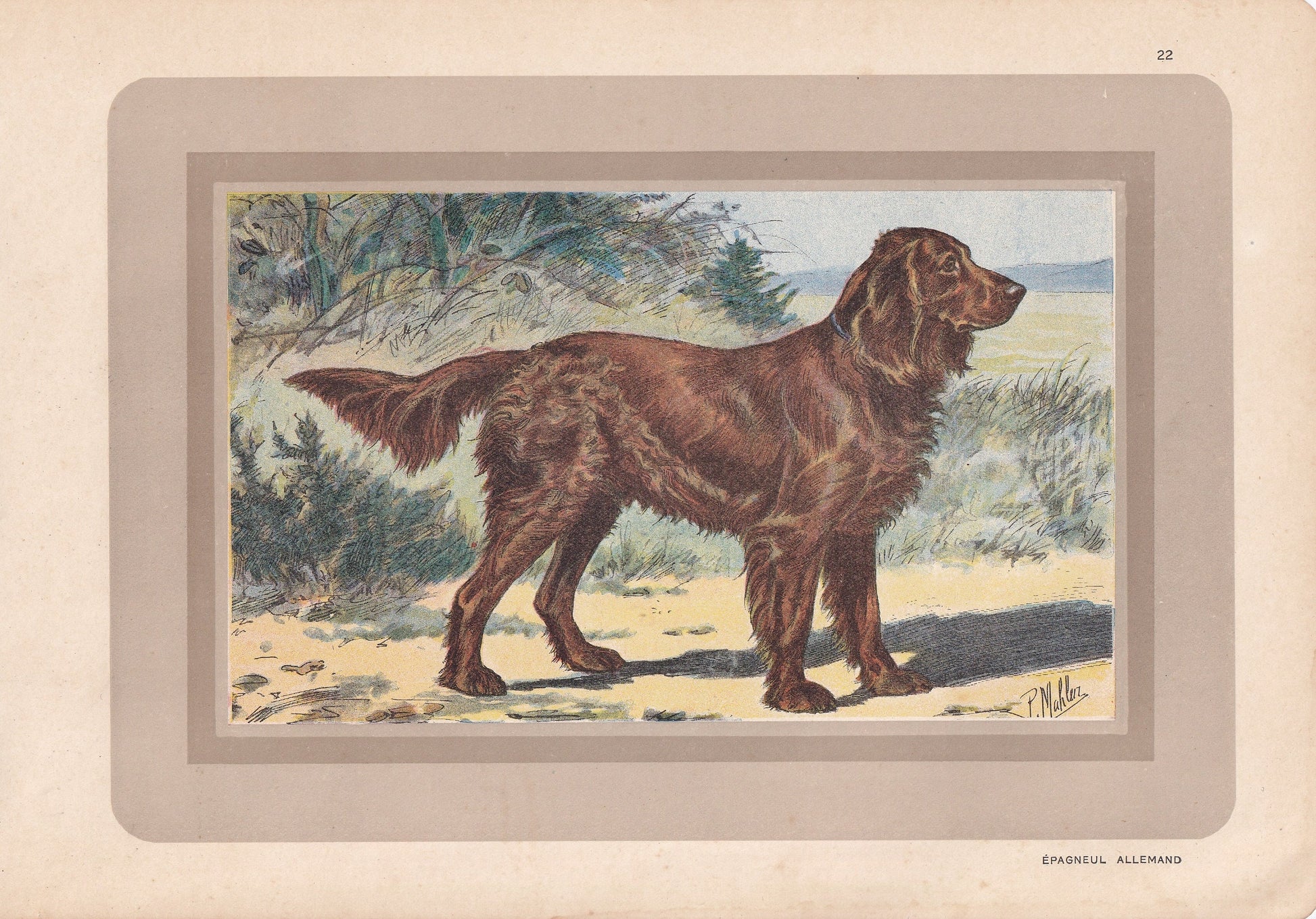 1931 MUNSTERLANDER DOG Print - Original Antique Hunting Dog Print - Animal Wall Art - Dog Wall Art - 92 Yrs Old - 11 x 7.75 I