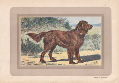 1931 MUNSTERLANDER DOG Print - Original Antique Hunting Dog Print - Animal Wall Art - Dog Wall Art - 92 Yrs Old - 11 x 7.75 I