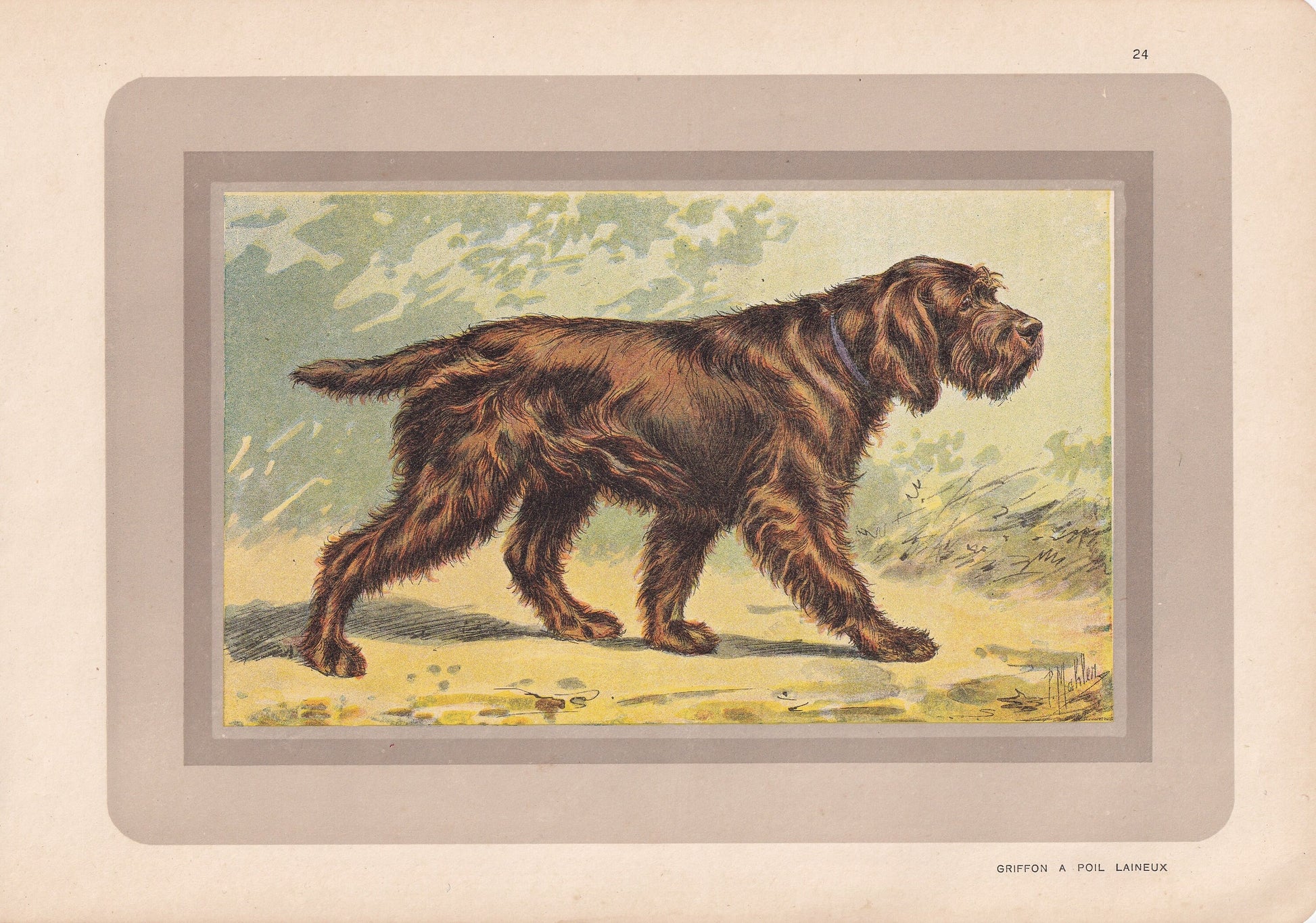 1931 GRIFFON BOULET DOG Print - Original Antique Hunting Dog Print - Animal Wall Art - Dog Wall Art - 92 Yrs Old - 11 x 7.75 Inches
