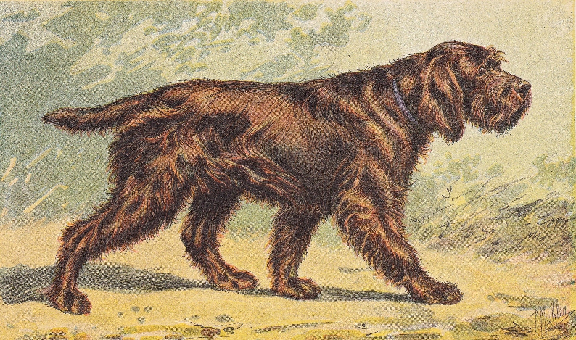 1931 GRIFFON BOULET DOG Print - Original Antique Hunting Dog Print - Animal Wall Art - Dog Wall Art - 92 Yrs Old - 11 x 7.75 Inches