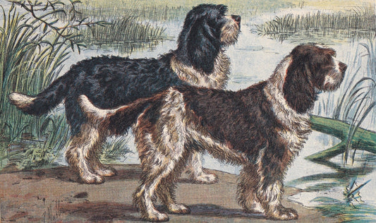 1931 BARBET DOG Print - Original Antique Hunting Dog Print - Animal Wall Art - Dog Wall Art - 92 Yrs Old - 11 x 7.75 Inches