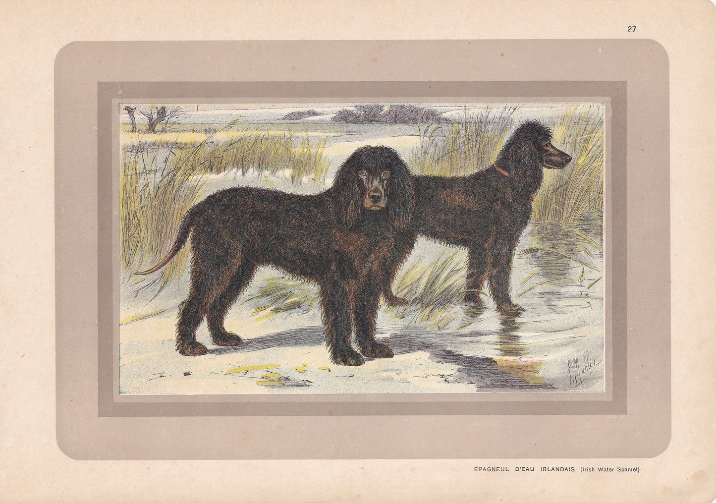 1931 IRISH WATER SPANIEL Print - Original Antique Hunting Dog Print - Animal Wall Art - Dog Wall Art - 92 Yrs Old - 11 x 7.75