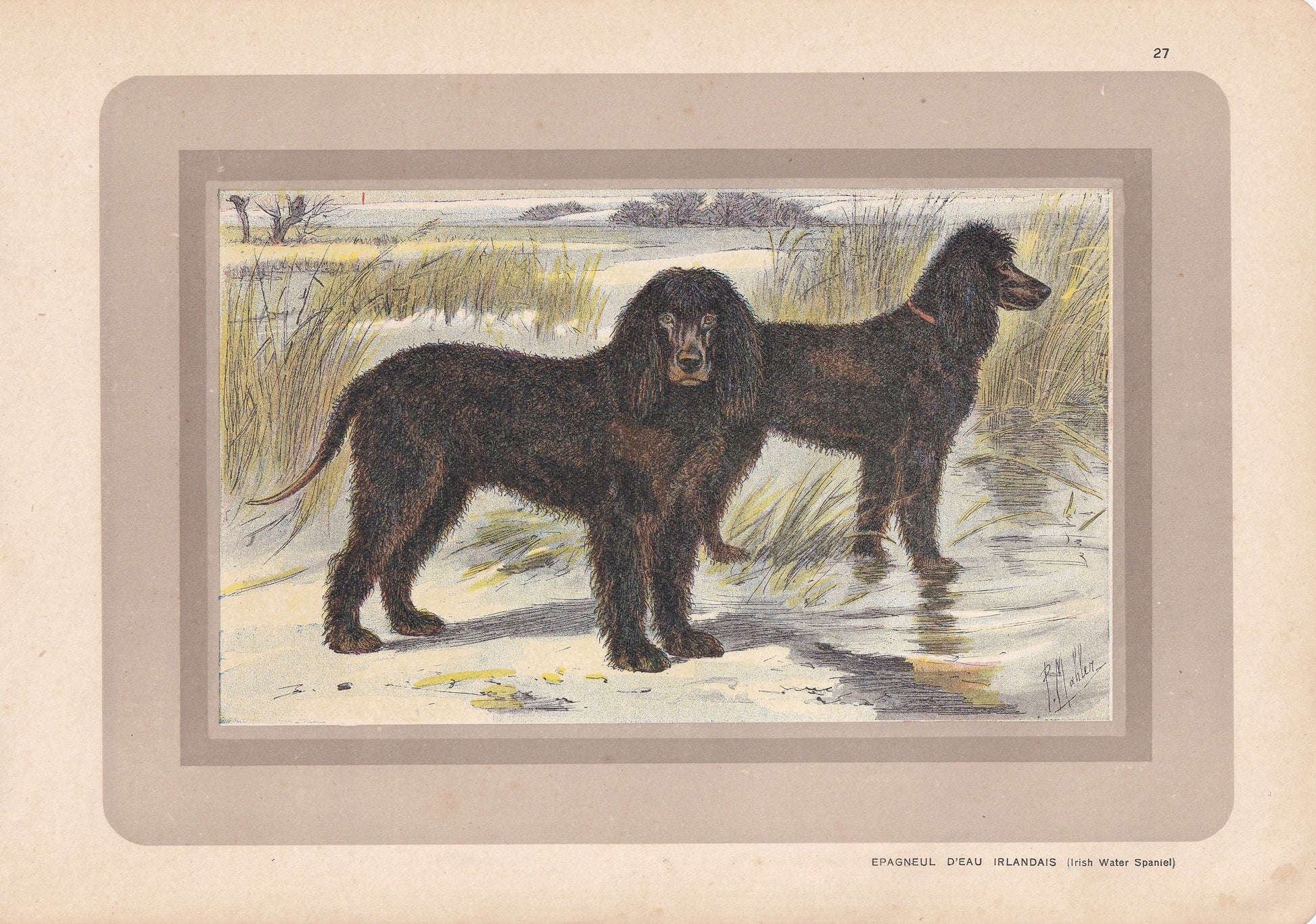 1931 IRISH WATER SPANIEL Print - Original Antique Hunting Dog Print - Animal Wall Art - Dog Wall Art - 92 Yrs Old - 11 x 7.75