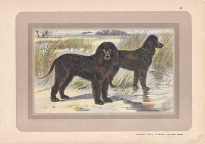 1931 IRISH WATER SPANIEL Print - Original Antique Hunting Dog Print - Animal Wall Art - Dog Wall Art - 92 Yrs Old - 11 x 7.75