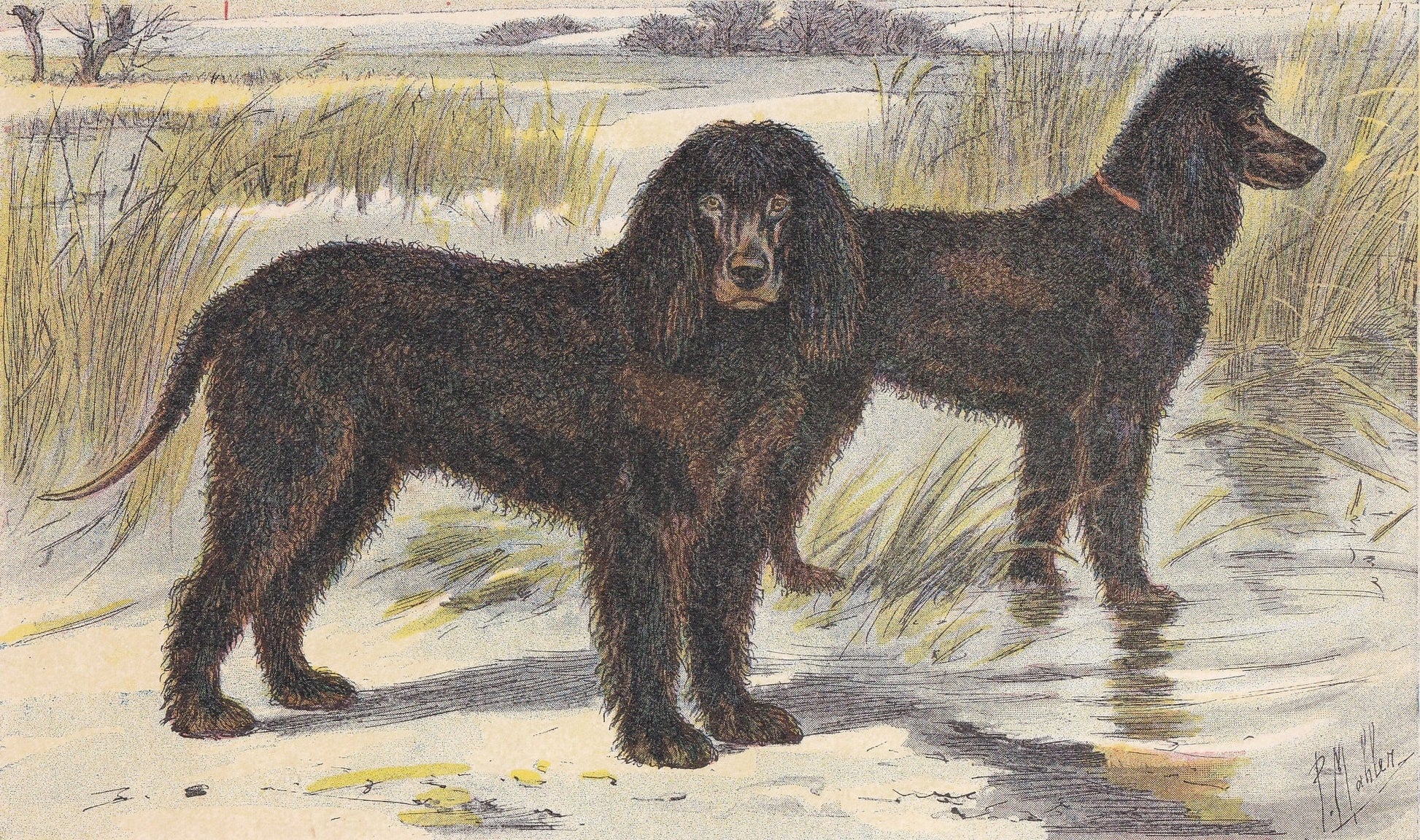 1931 IRISH WATER SPANIEL Print - Original Antique Hunting Dog Print - Animal Wall Art - Dog Wall Art - 92 Yrs Old - 11 x 7.75
