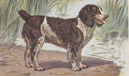 1931 ENGLISH WATER SPANIEL Print - Original Antique Hunting Dog Print - Animal Wall Art - Dog Wall Art - 92 Yrs Old - 11 x 7.