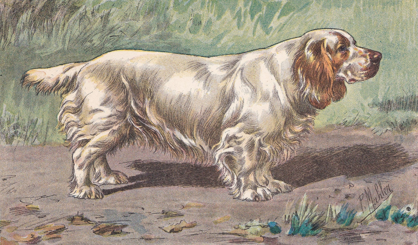 1931 CLUMBER SPANIEL Print - Original Antique Hunting Dog Print - Animal Wall Art - Dog Wall Art - 92 Yrs Old - 11 x 7.75 Inches