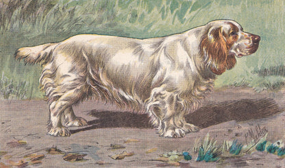 1931 CLUMBER SPANIEL Print - Original Antique Hunting Dog Print - Animal Wall Art - Dog Wall Art - 92 Yrs Old - 11 x 7.75 Inches