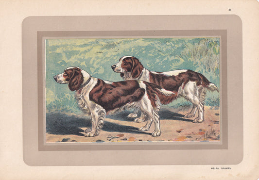 1931 WELSH SPANIEL Print - Original Antique Hunting Dog Print - Animal Wall Art - Dog Wall Art - 92 Yrs Old - 11 x 7.75 Inches