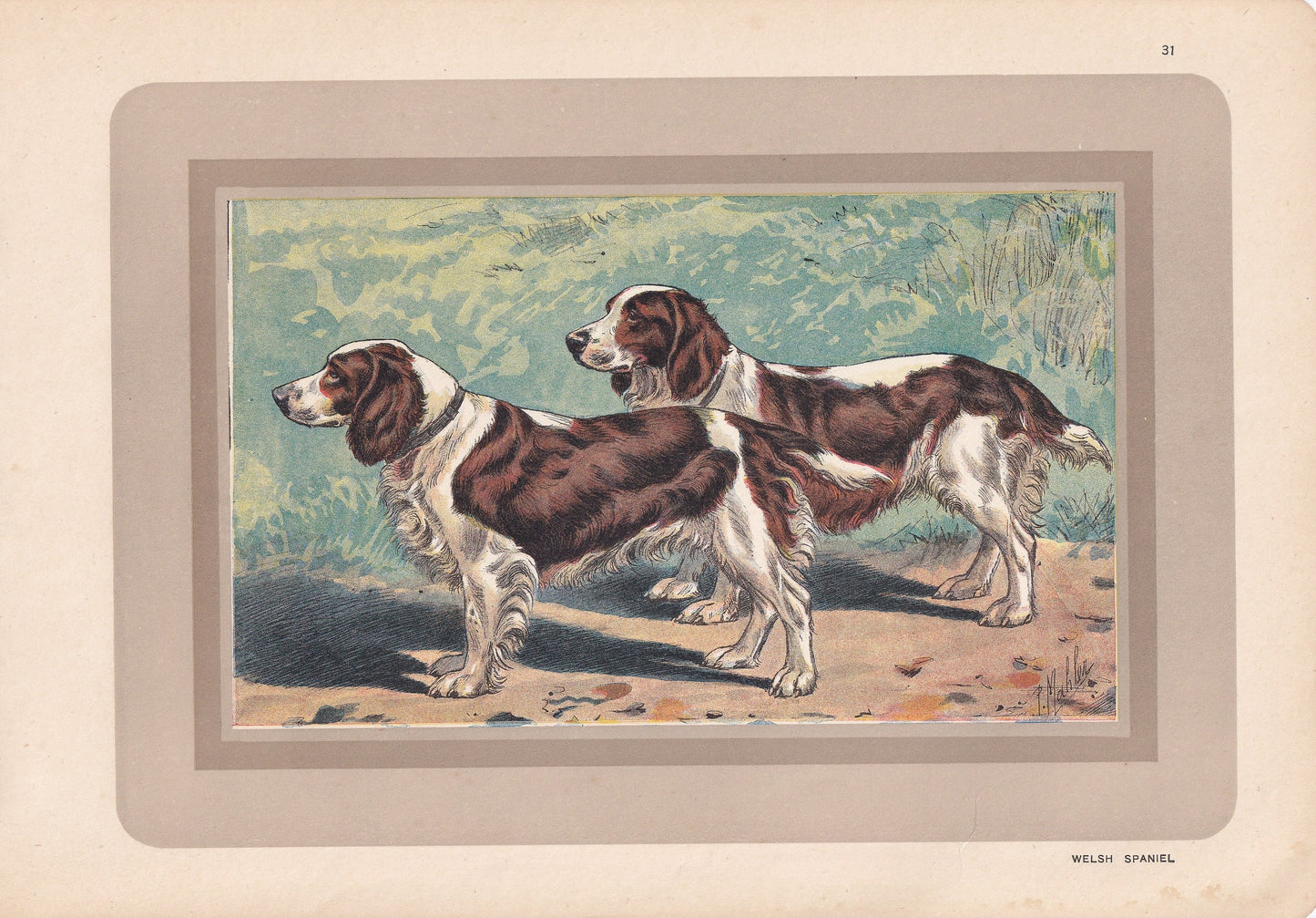 1931 WELSH SPANIEL Print - Original Antique Hunting Dog Print - Animal Wall Art - Dog Wall Art - 92 Yrs Old - 11 x 7.75 Inches