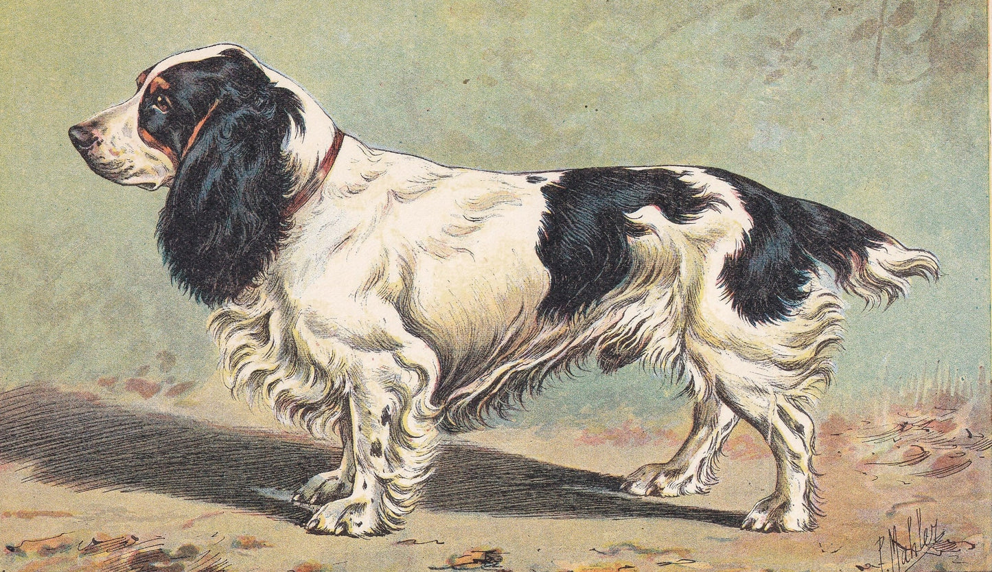 1931 FIELD SPANIEL Print - Original Antique Hunting Dog Print - Animal Wall Art - Dog Wall Art - 92 Yrs Old - 11 x 7.75 Inches