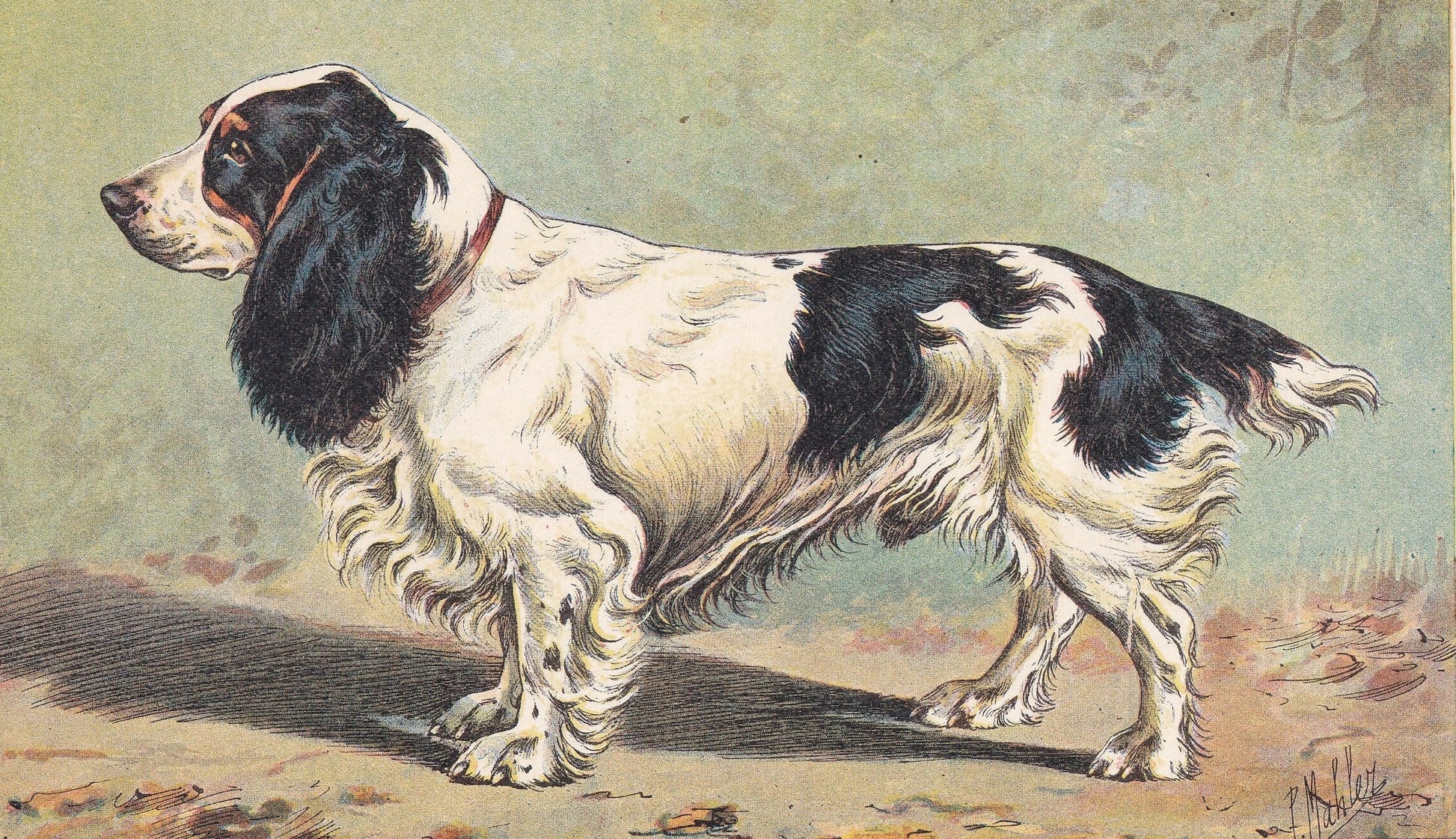 1931 FIELD SPANIEL Print - Original Antique Hunting Dog Print - Animal Wall Art - Dog Wall Art - 92 Yrs Old - 11 x 7.75 Inches