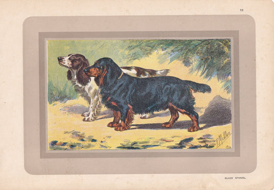 1931 COCKER SPANIEL Print - Original Antique Hunting Dog Print - Animal Wall Art - Dog Wall Art - 92 Yrs Old - 11 x 7.75 Inches