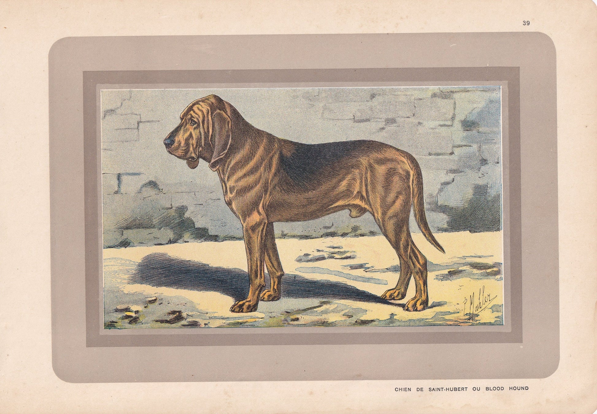 1931 BLOODHOUND DOG Print - Original Antique Hunting Dog Print - Dog Wall Art - Animal Wall Art - 92 Yrs Old - 11 x 7.75 Inches