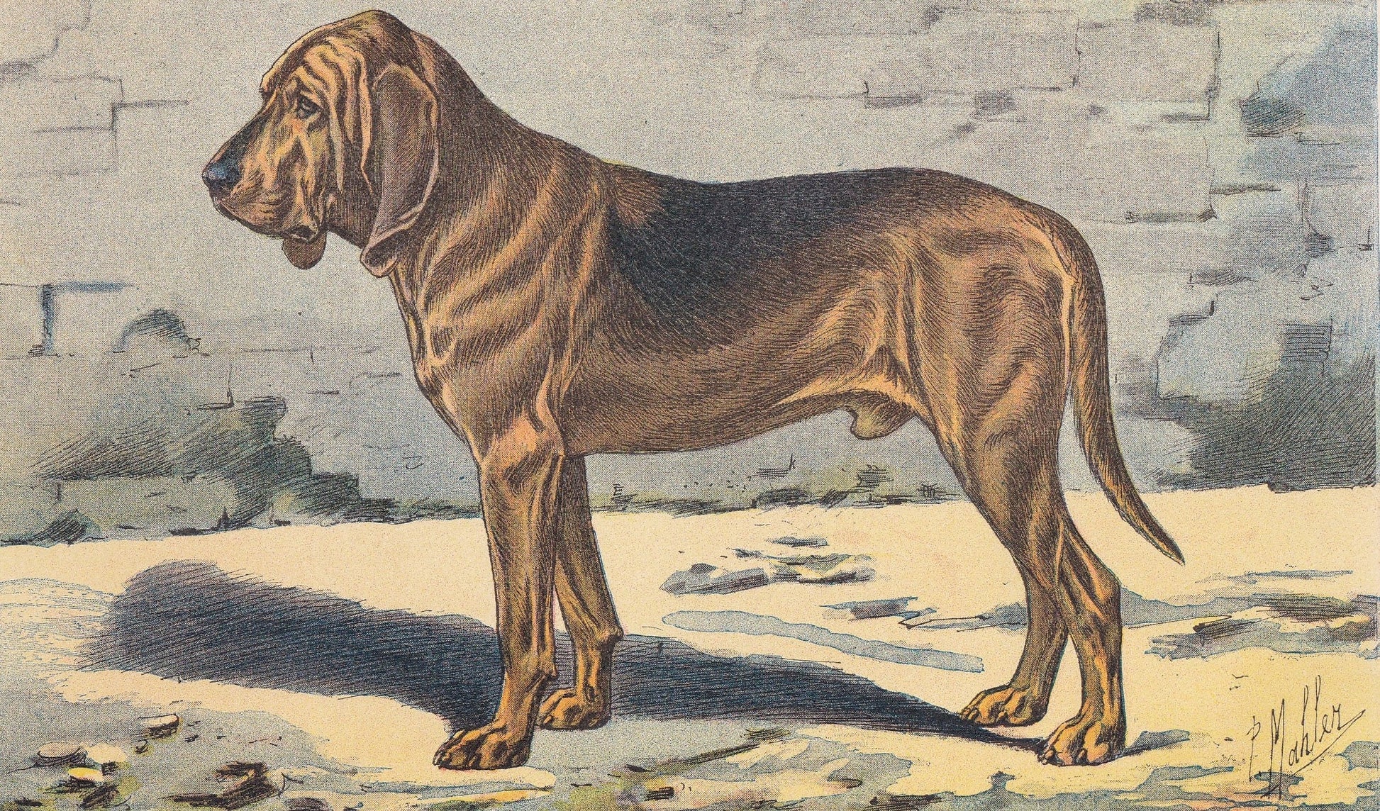 1931 BLOODHOUND DOG Print - Original Antique Hunting Dog Print - Dog Wall Art - Animal Wall Art - 92 Yrs Old - 11 x 7.75 Inches